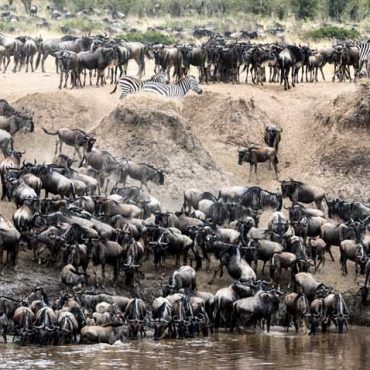 Maasai Mara